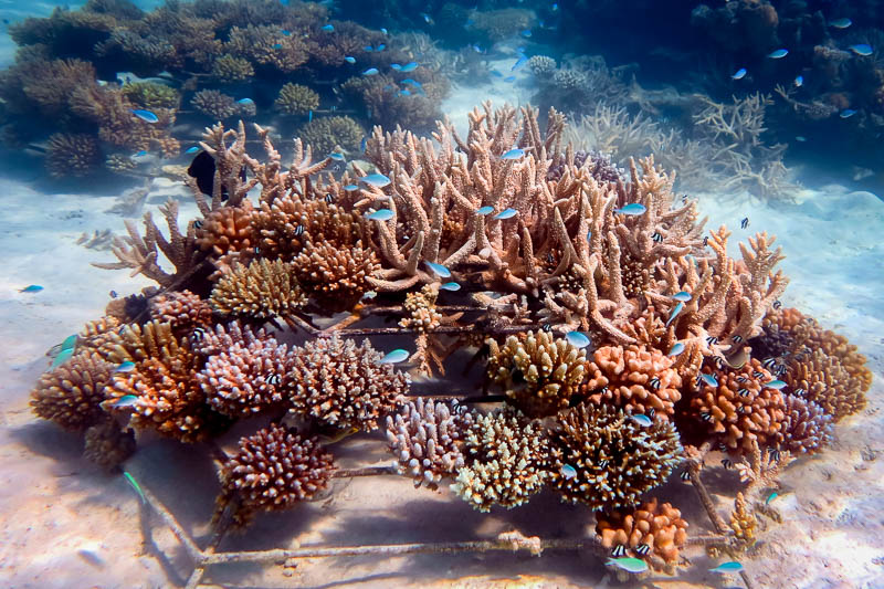 Costa Rica Turtle Protectors