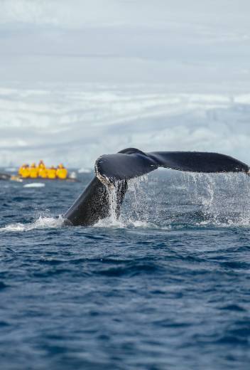 # Dive into Discovery: Unique Sea Adventures for C...