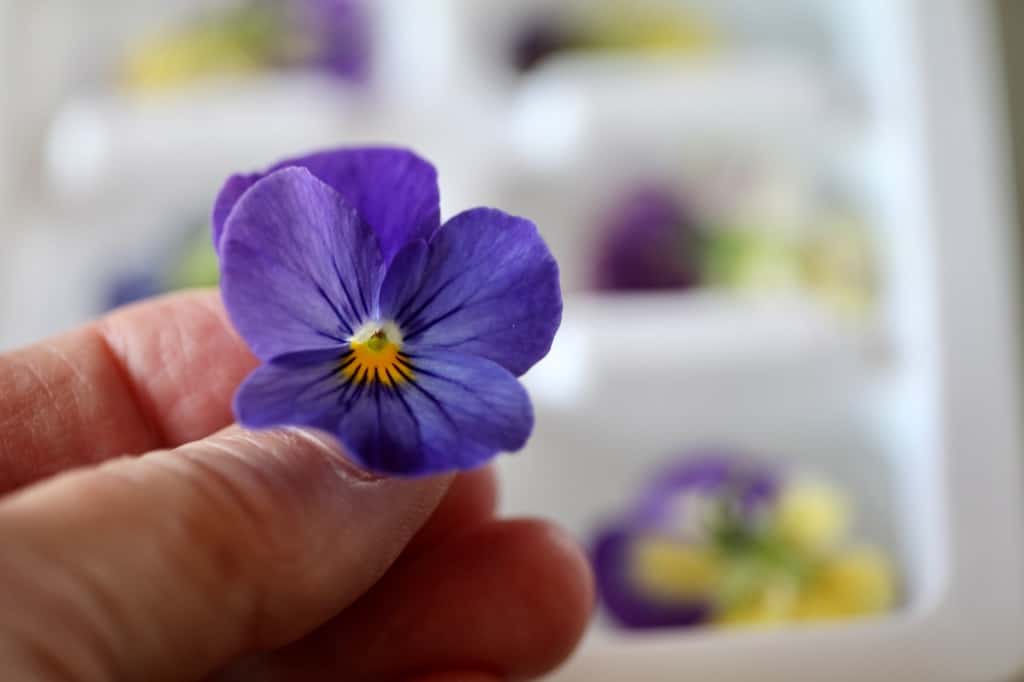 Edible Blooms: Adding Beauty and Flavor to Your...