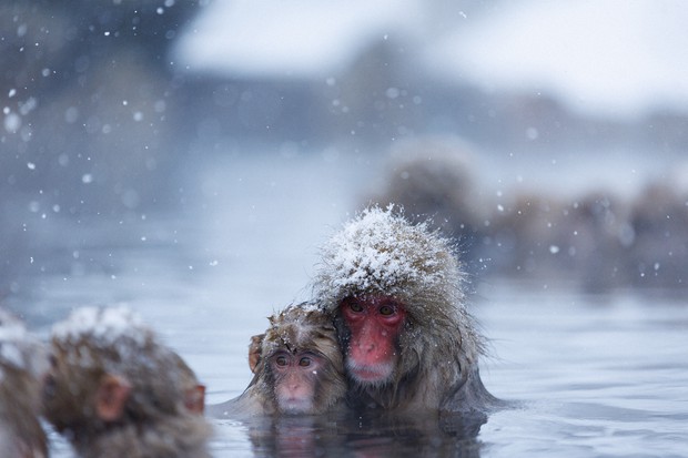 A snow monkey covered in snow droplets, eyes half-closed in contentment, steam rising around it, snow monkey park, Nagano Japan