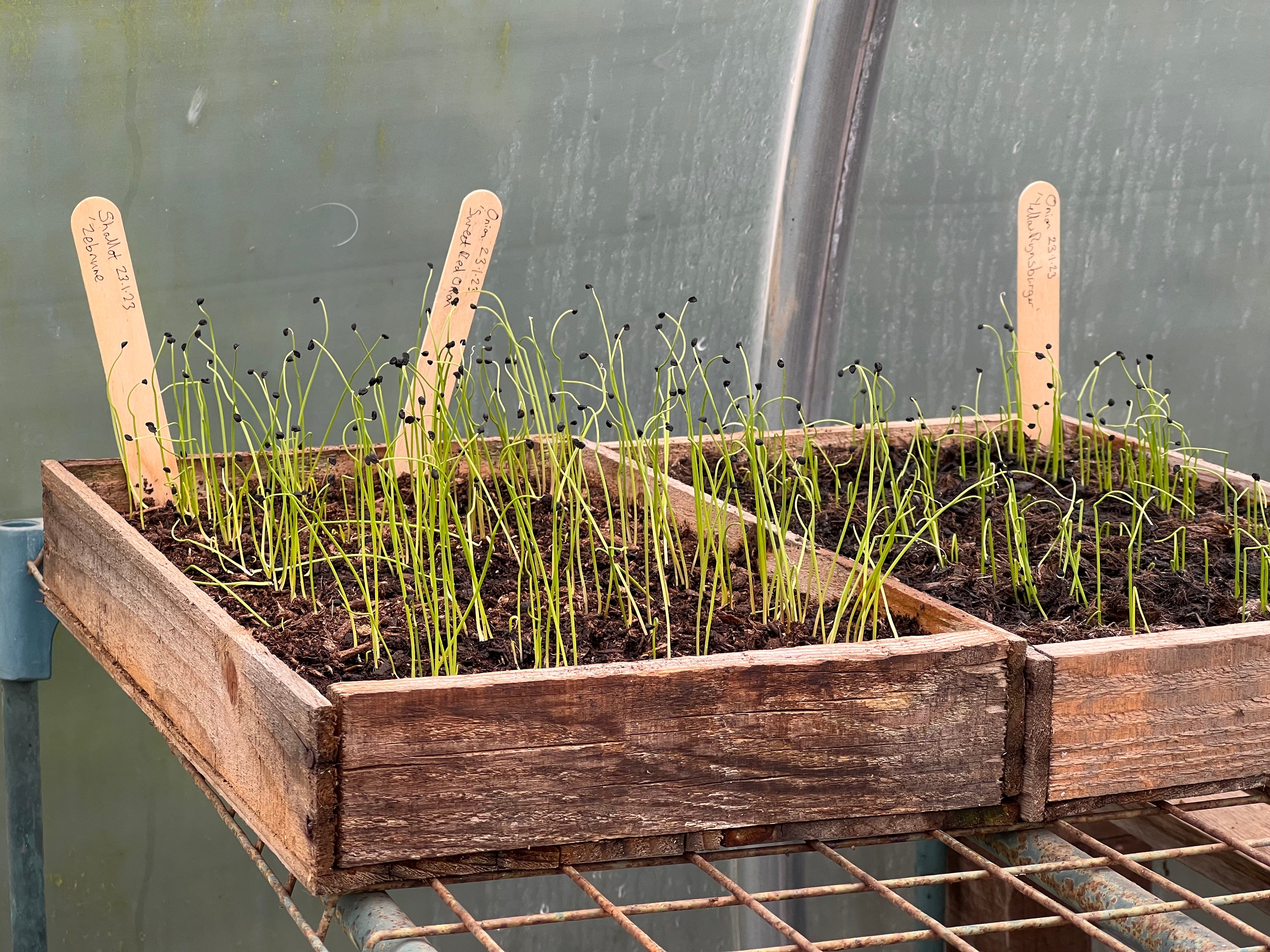 Winter Sowing Solstice: Planting Seeds of Hope...