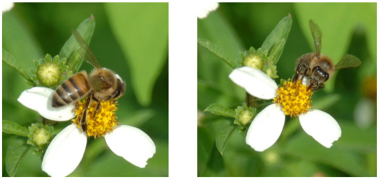 Plants attracting Insects