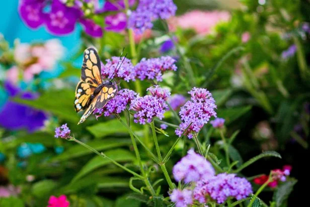 garden butterfly on flowers