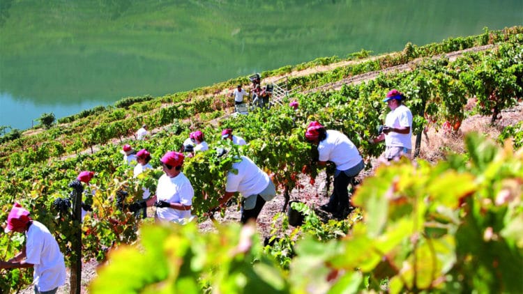 # Roots & Vines: Rediscovering Portugal in the Dou...