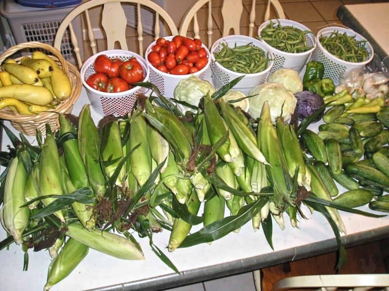 A visual of a modern garden and fresh produce, highlighting the source of root cellar contents