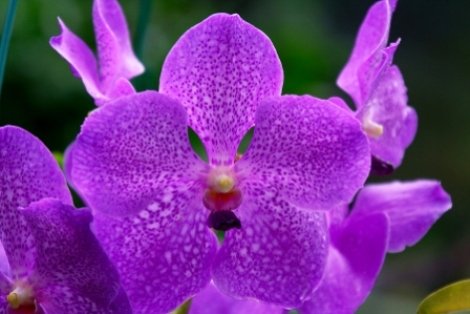 Image of a Vanda Orchids