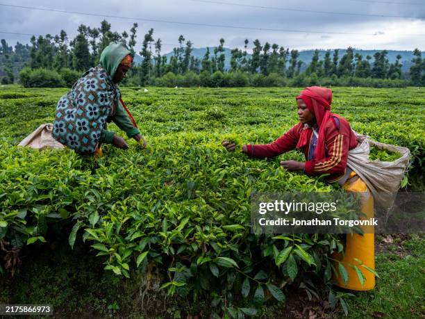 A panoramic view of the lush, terraced hillsides covered in coffee plants in the Gisenyi region, showcasing Rwanda's coffee cultivation.