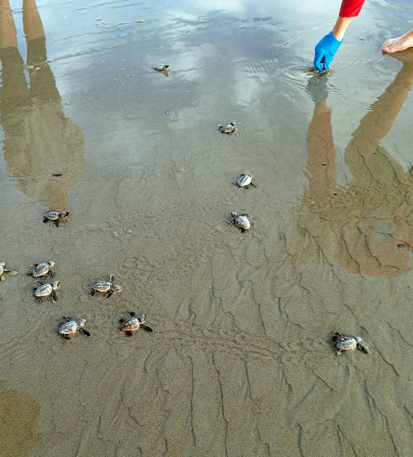 Volunteers releasing baby turtles at Playa Hermosa