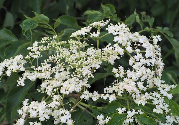 Growing Elderberries: Beauty and Bounty in Your...
