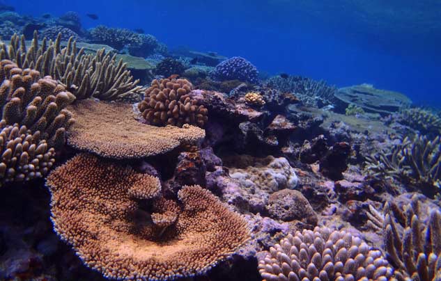 # Discovering Paradise: Ecotourism and Marine Cons...