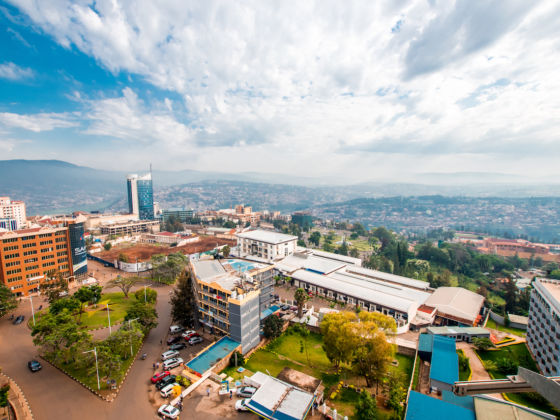 gorilla in rainforest