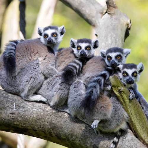 # Madagascar on a Mid-Range Budget: An Authentic 1...