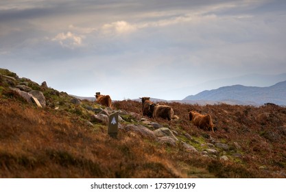 A steaming bowl of venison stew at The Old Bridge Inn in Aviemore, garnished with fresh herbs and served with crusty bread.