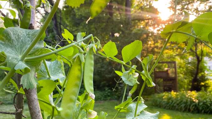 Snow Peas