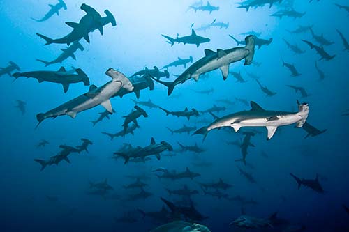 Cocos Island Hammerhead Sharks