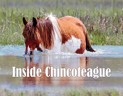 Acadia advocate volunteers planting seagrass