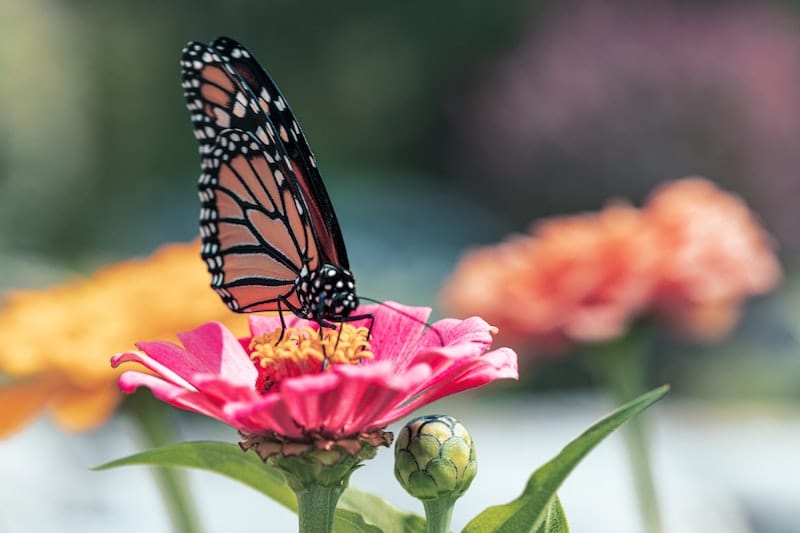 monarch butterfly milkweed garden zone-specific plants