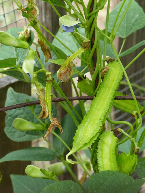 Reimagining the Edible Garden: Grow Food, Beaut...