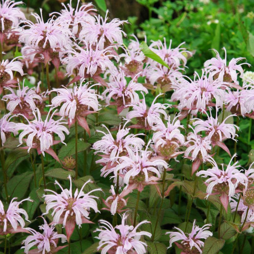7 Easy Ways to Make Your Garden More Pollinator...