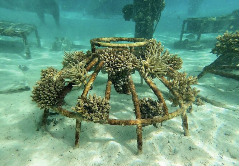 # Luxury That Saves the Ocean: My Transformative E...