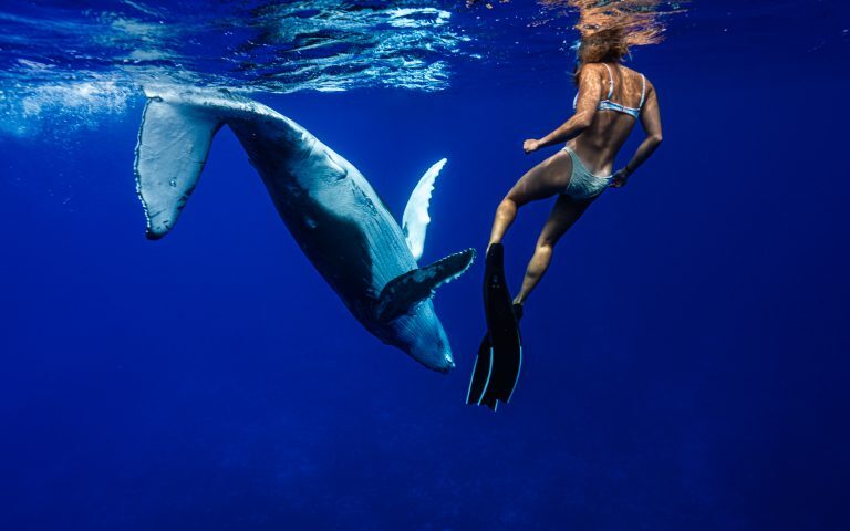 Humpback Whale in Niue