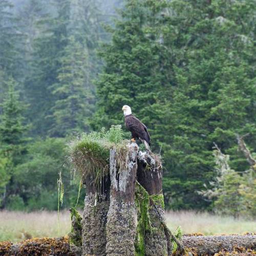 Marymere Falls Image