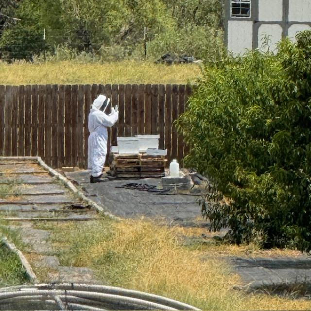 A close-up of a beekeeper tending to a bee hive, highlighting the connection between humans and pollinators