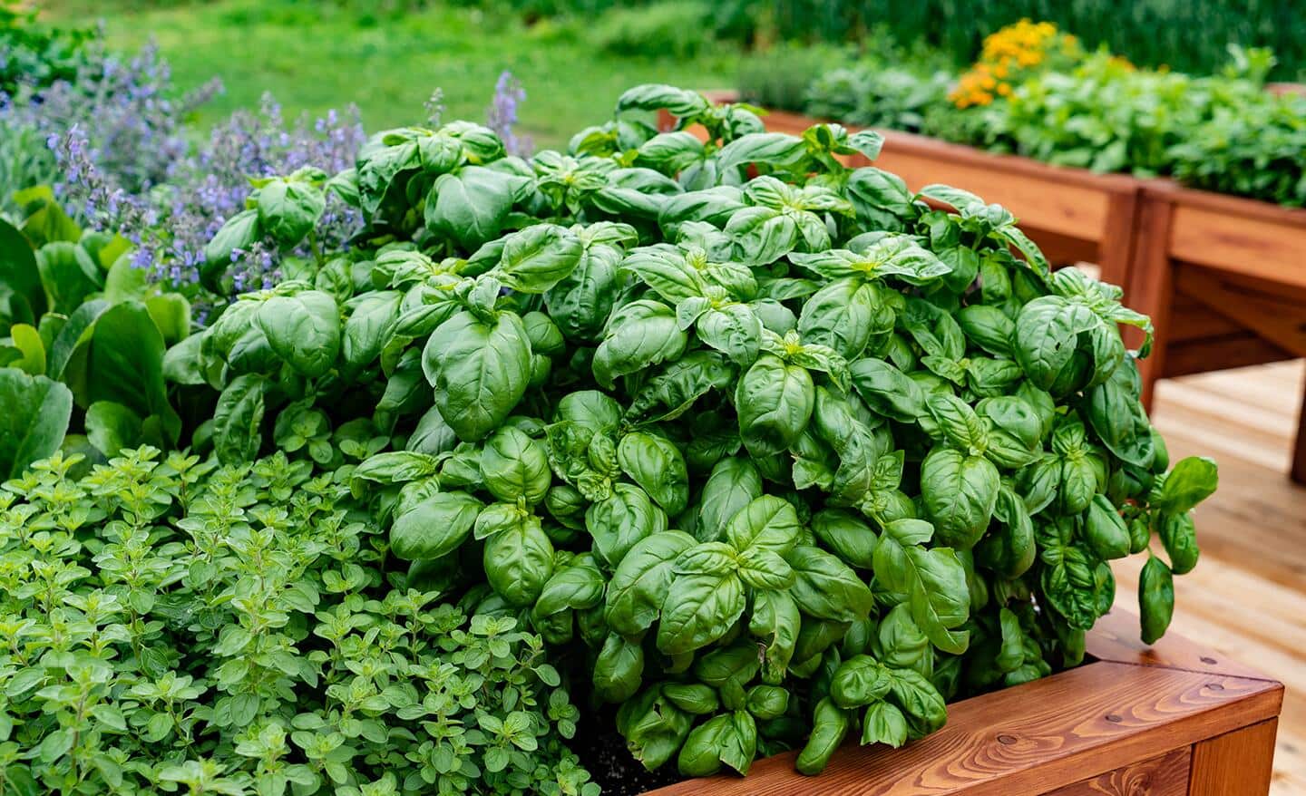 A close-up of a hand carefully trimming basil leaves from a thriving basil plant in an organic garden, showcasing the technique of selective harvesting.