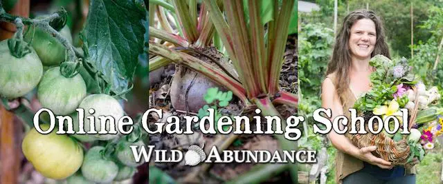 A lush garden with vegetables and plants growing in rows