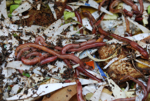 red wiggler worms dark soil close-up