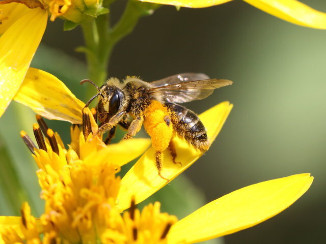 Pollinator Paradise: Essential Habitats for a B...