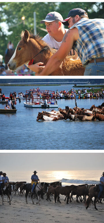 # Assateague Adventures: A Solo Female Scientist's...