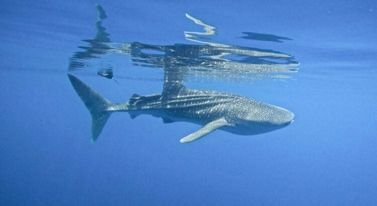 A volunteer carefully attaches an acoustic tag to a whale shark in the Philippines, contributing to its research and conservation.