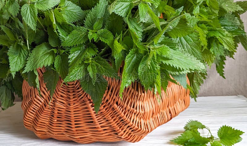 A person wearing gloves harvesting nettles, a key ingredient in the chowder