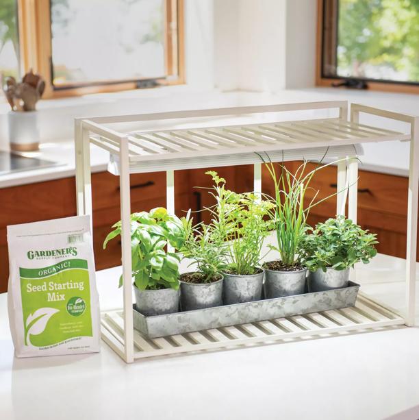From Garden to Cup: Brewing Your Own Herbal Tea...
