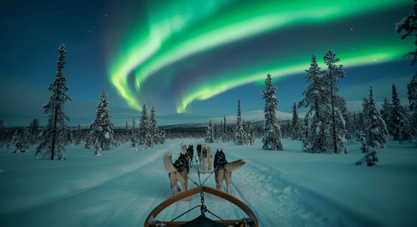 Dog Sledding Lapland