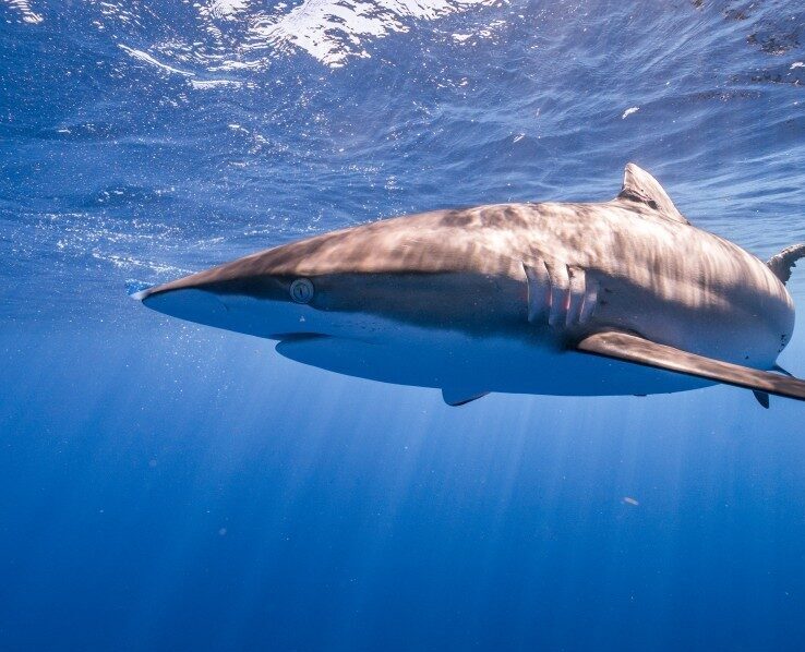 Silky Shark in Cocos Island Waters