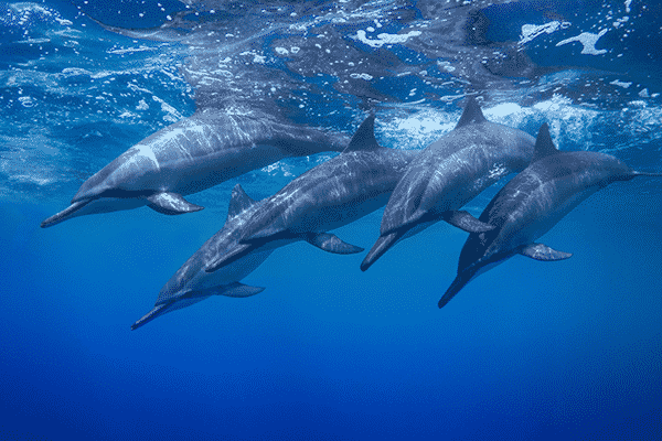 A pod of spinner dolphins leaping and spinning in the turquoise waters of Kona, Hawaii.