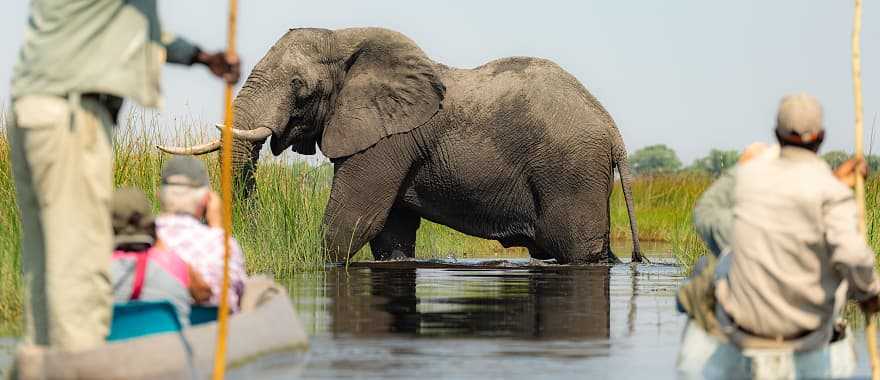 ## Okavango Awakening: A Luxury Safari That Rewire...