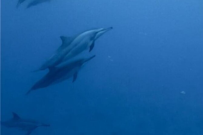 Shark cage diving in South Africa