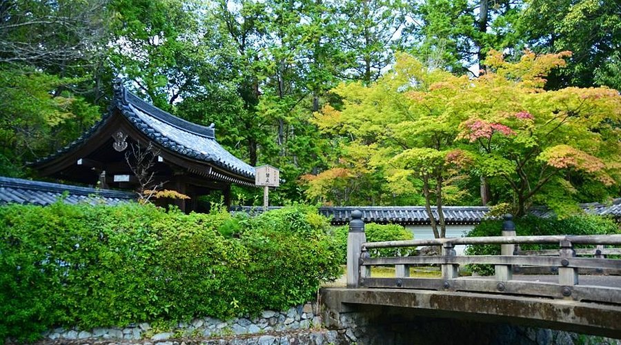 A lush expanse of Saiho-ji moss garden, showcasing the vibrant green hues and diverse moss species covering the landscape.