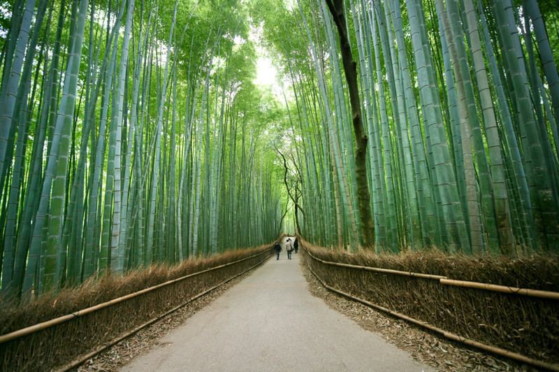 ## Lost in the Crimson Bloom: A Boutique Hotel Tha...