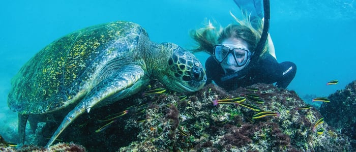 Sea Turtle swimming in the Galapagos Islands
