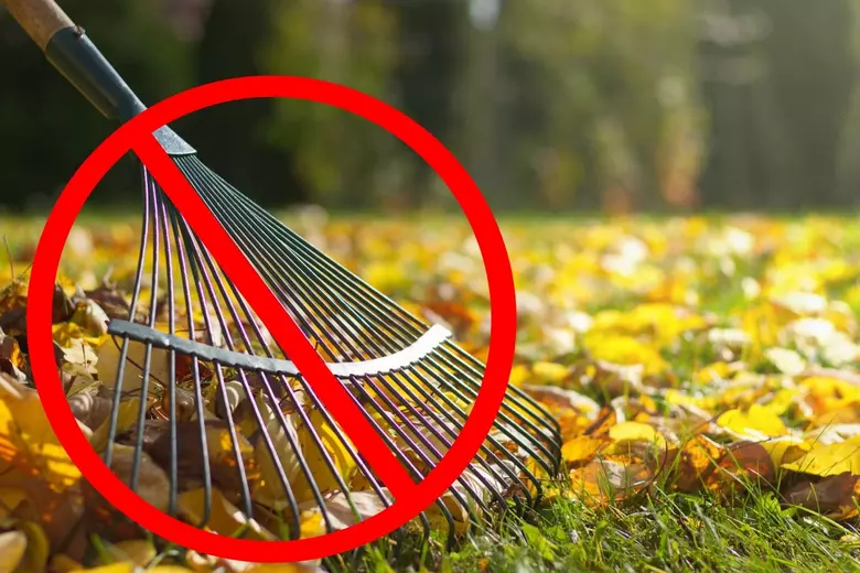 Person composting leaves in a garden