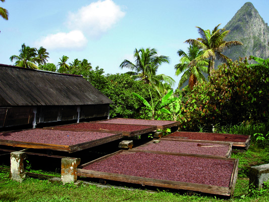 Aerial view of the cacao plantation