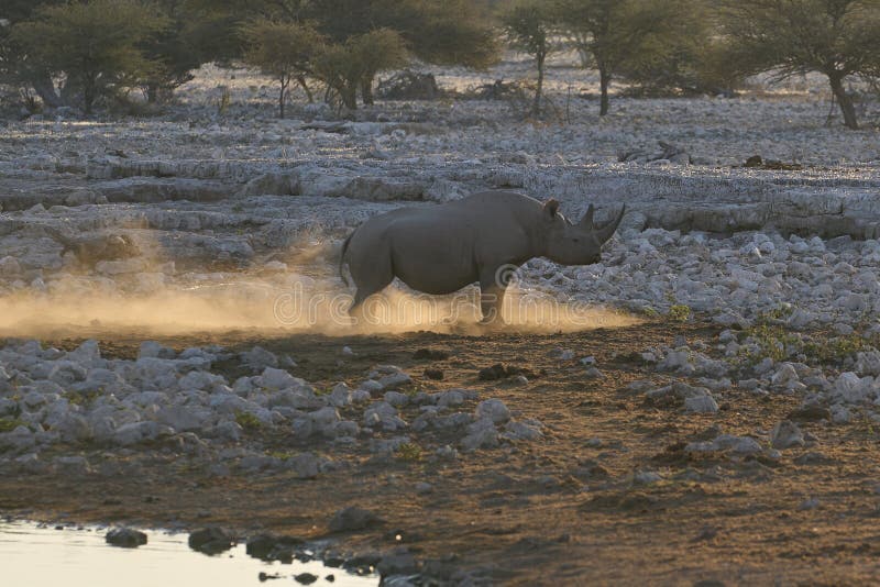 A photo of the black rhino at the Okaukuejo waterhole in Etosha, taken at dusk with a long lens, capturing the rhino's silhouette against the orange sky.