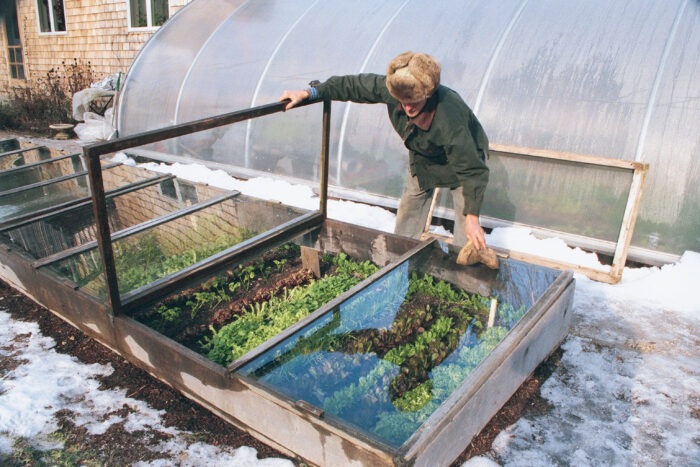 A variety of hardy, cold-tolerant crops thriving in a well-maintained cold frame.