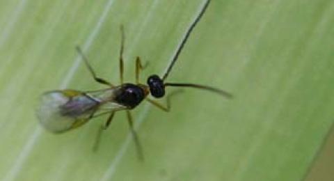 Build a Bug Hotel: Attract Beneficial Insects &...