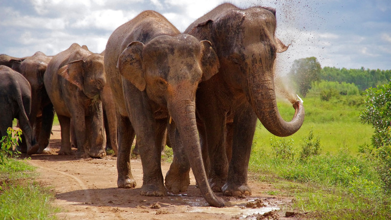 Close-up of Dr. Sharma gently touching an elephant's trunk, bathed in the soft light of early morning