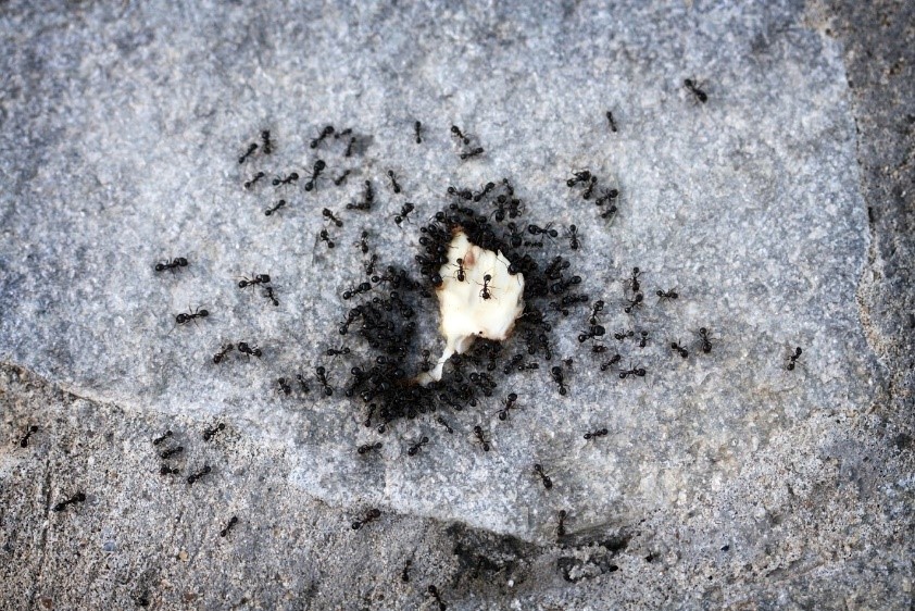 An image of ants infesting somewhere.